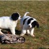 Chiot Landseer Faun et Falco vom Siegblick